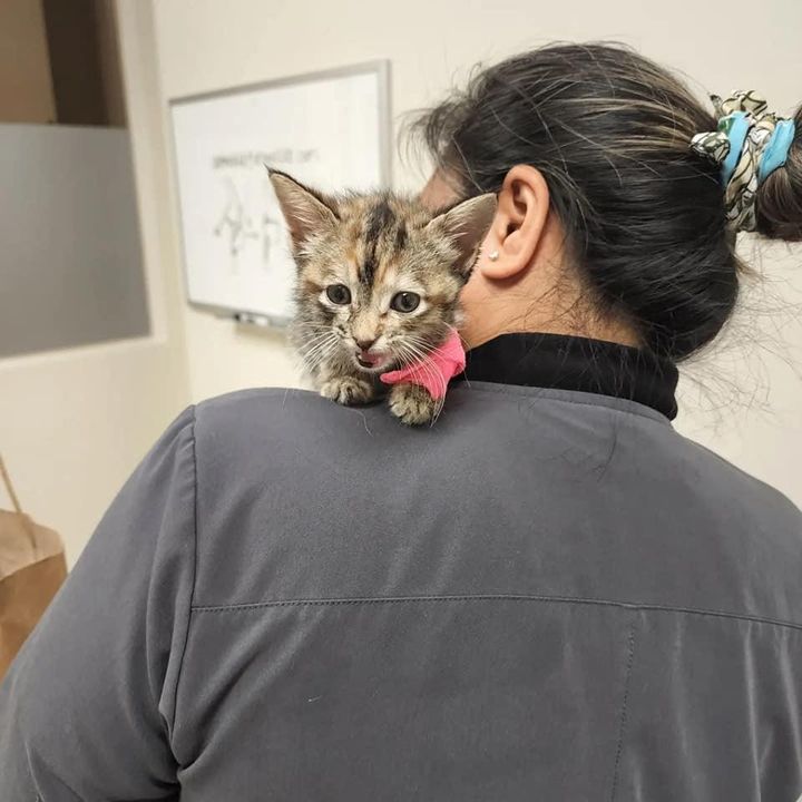 shoulder kitten
