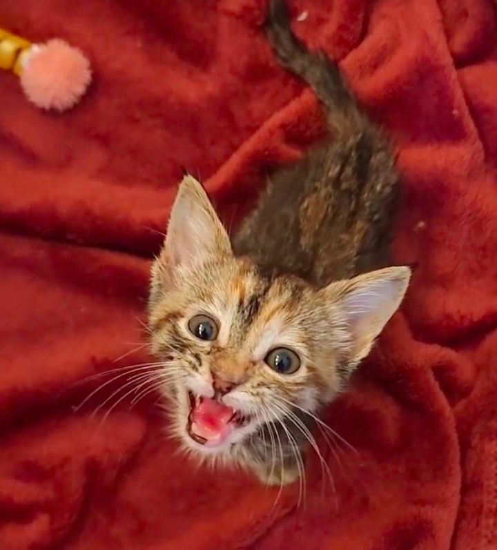 talkative kitten