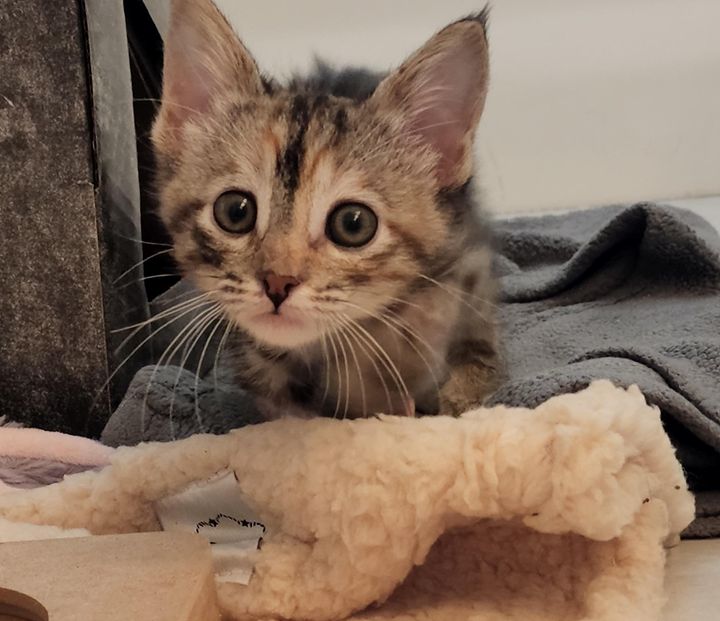kitten on the prowl