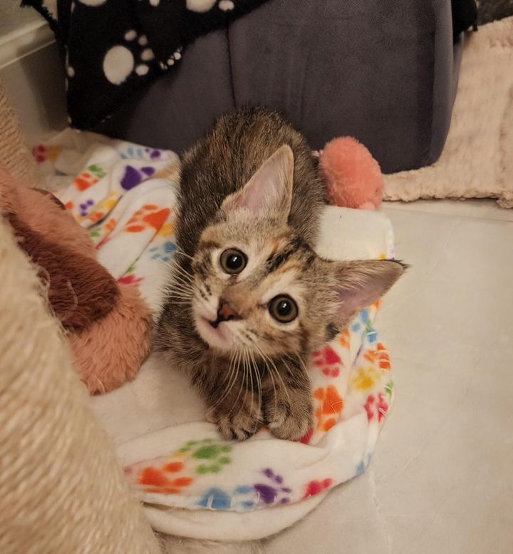 curious kitten eyes