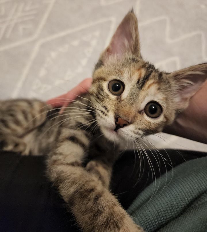 sweet cuddly kitten