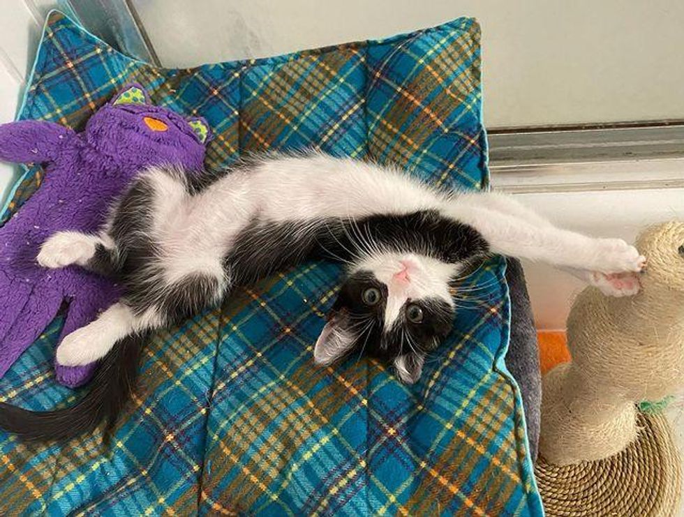 stretching tuxedo kitten