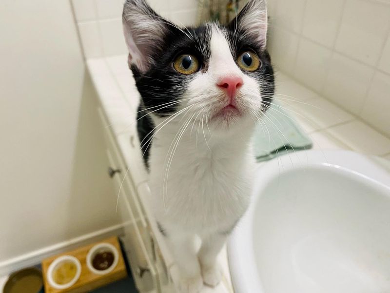 beautiful tuxedo cat