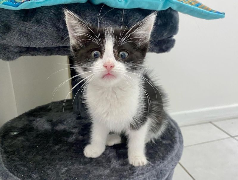 cute black white kitten