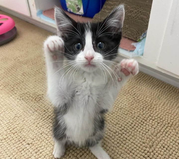 standing up kitten