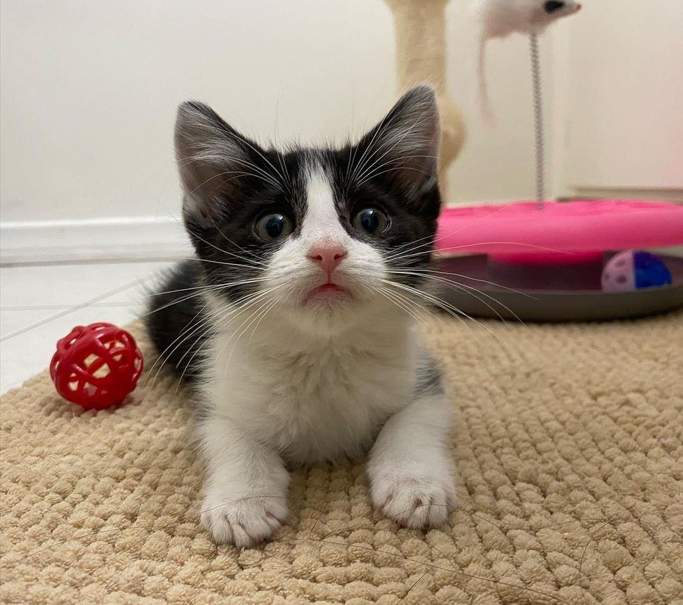 cute staring kitten