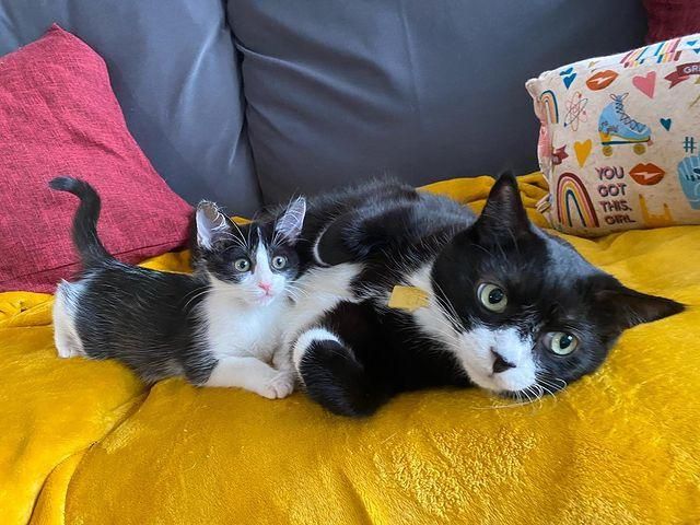 snuggly cat kitten tuxedo