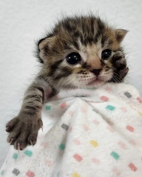 purrito tabby kitten