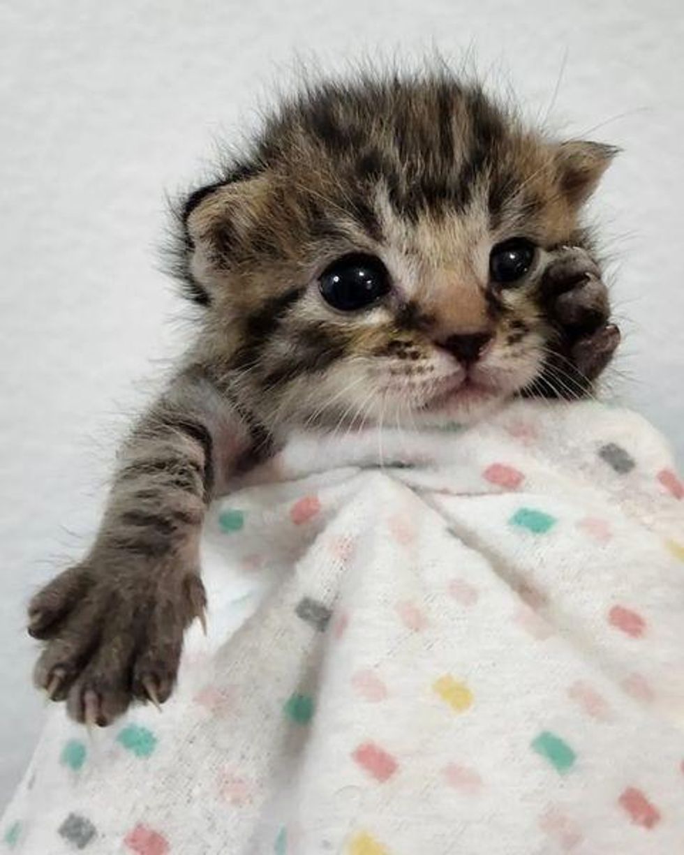 purrito tabby kitten