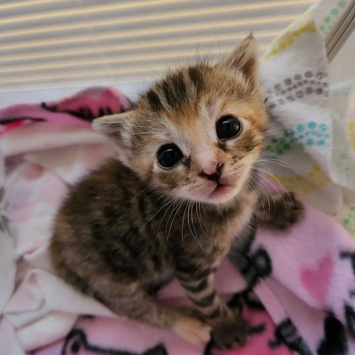 tortie kitten