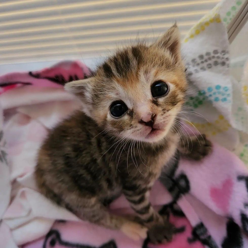 Family Hears a Kitten in Their Yard and Ends Up Finding Three that are ...