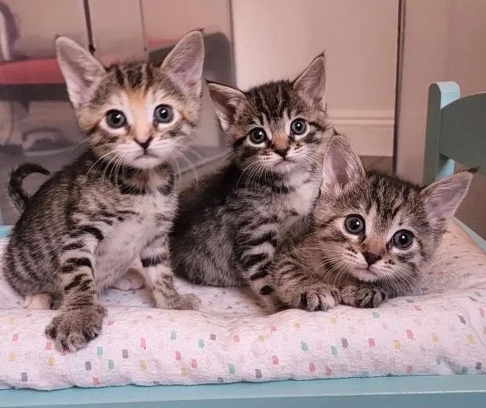 tabby kittens cute
