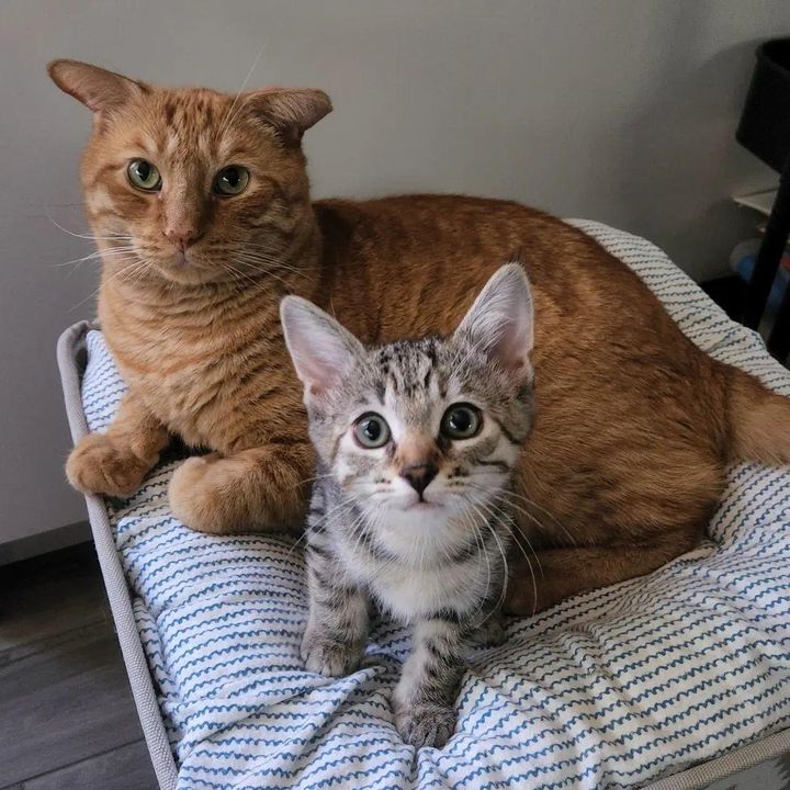 kitten cat snuggles