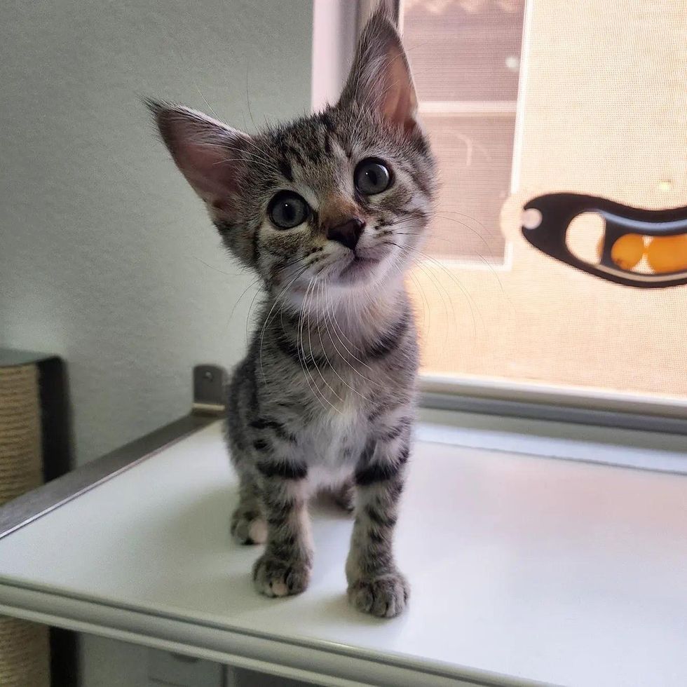kitten big ears
