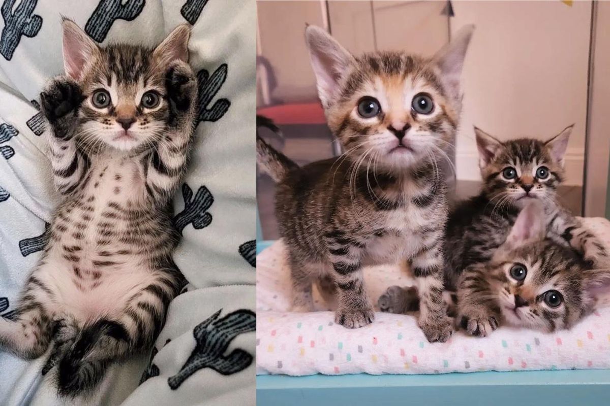 Family Hears a Kitten in Their Yard and Ends Up Finding Three that are Eager to be Helped