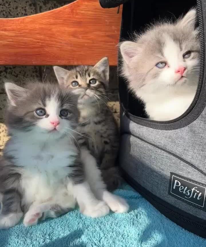 fluffy kittens