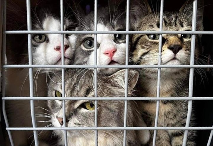 cat family