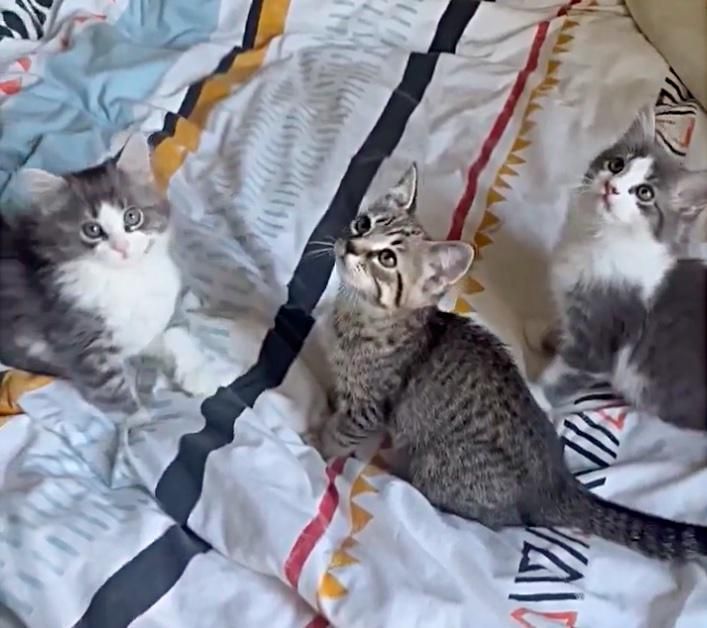 kittens playing