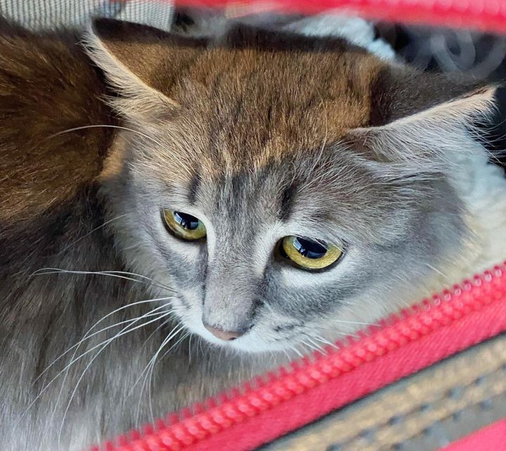 grey cat tikita