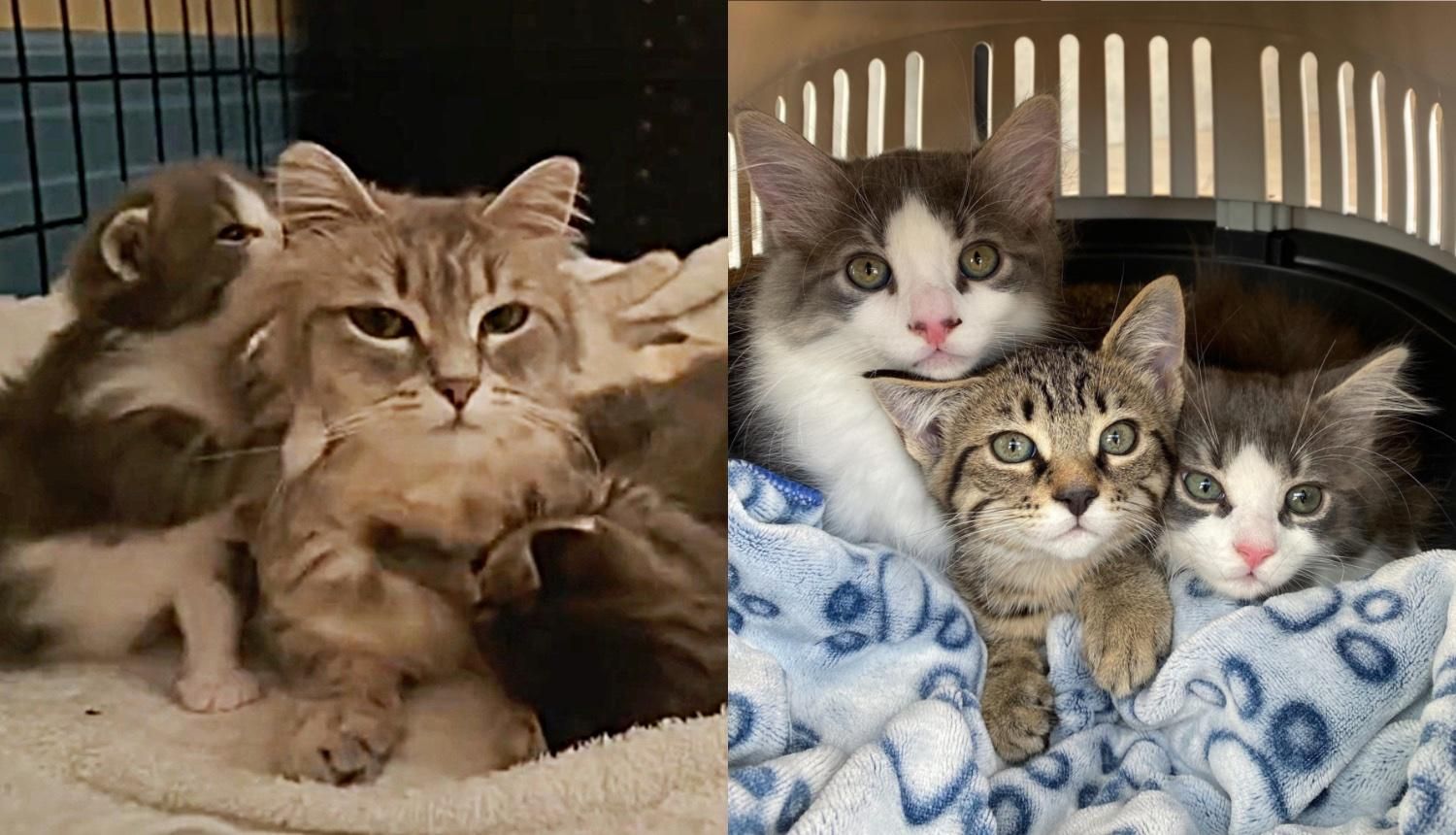 Stray Cat is So Ready to Be Indoors, She Has Kittens a Few Days After