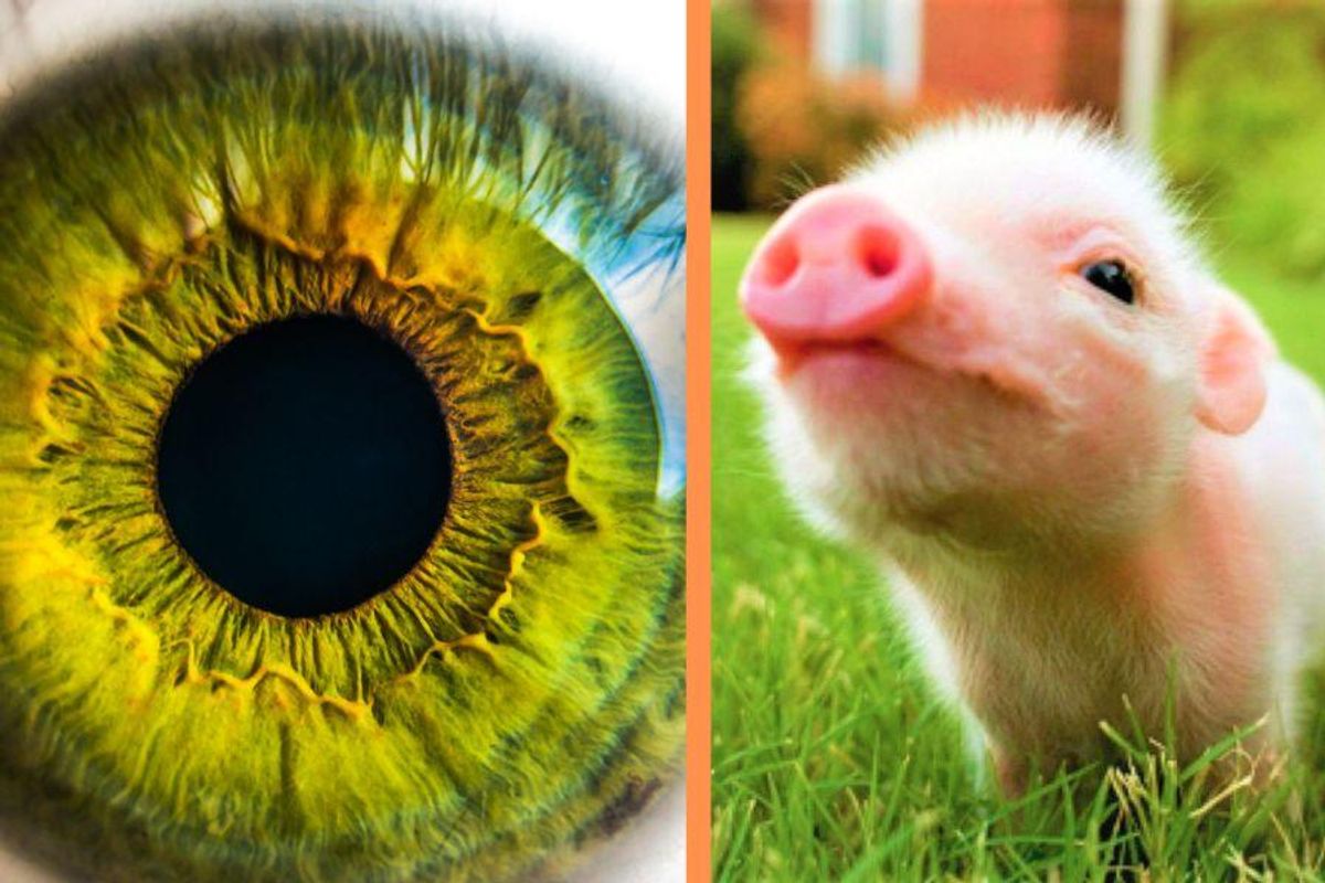 pig skin eye implants, pig implants restored vision, healing blindness