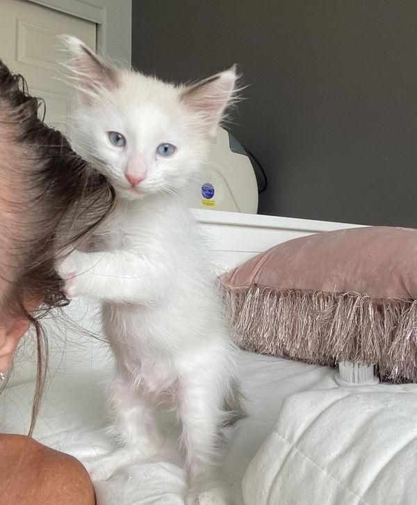 standing up kitten