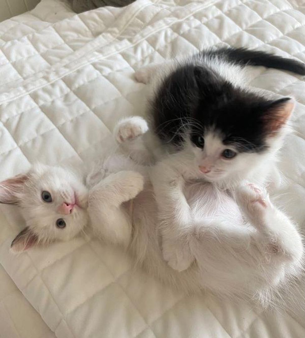 Cat Brought Kittens to a Balcony Seeking Help, The 2 Littles Haven't ...