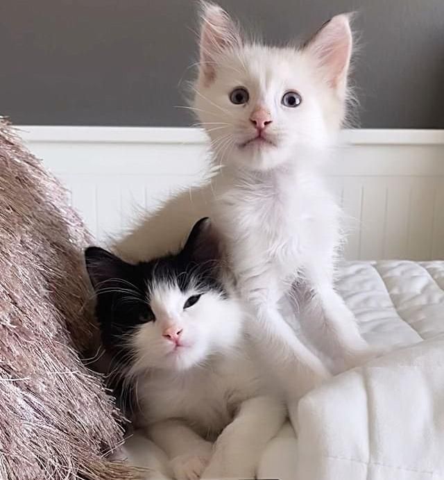 sweet kittens