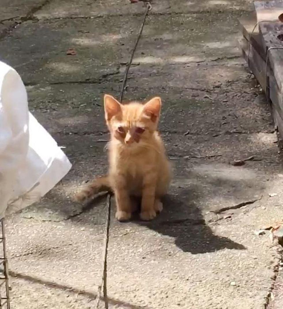 stray ginger kitten