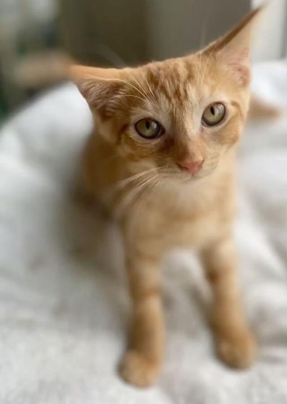 ginger kitten