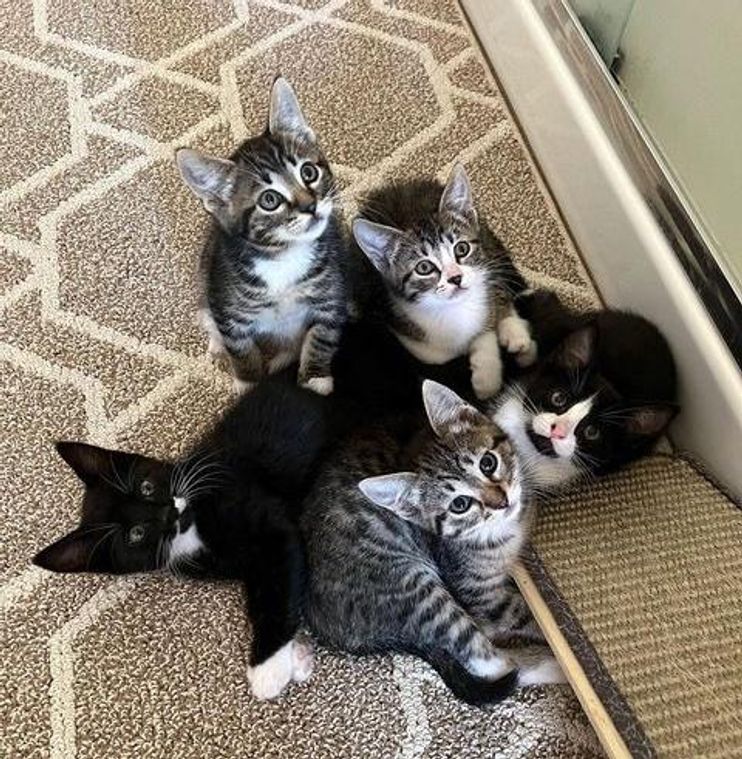 We have several adorable kittens looking for their forever homes