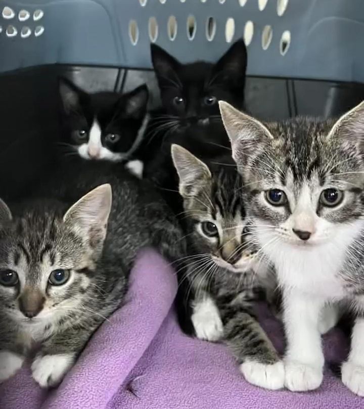 tabby kittens