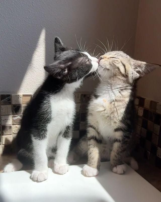 kittens kisses