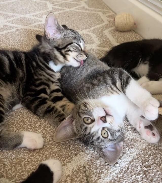 sweet kittens