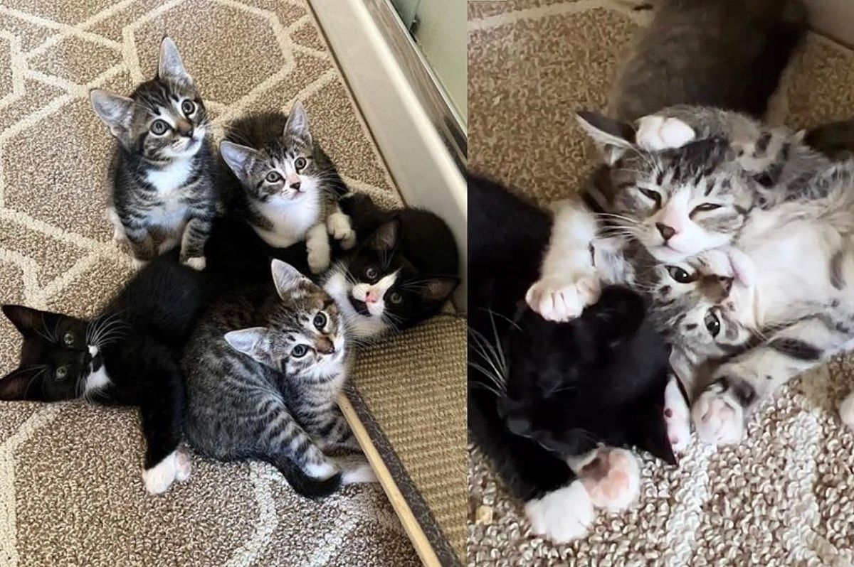 Five Kittens Decide to Keep Hugging Until They All Find Forever Homes