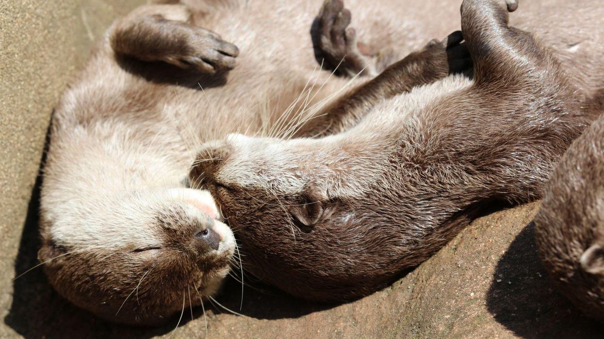 Help pick names for trio of adorable otter pups at North Carolina aquarium