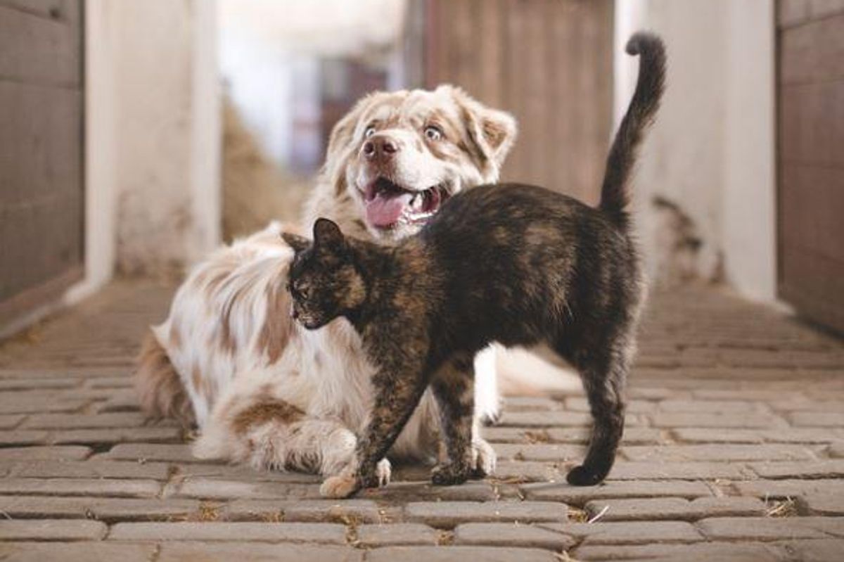 cats and dogs, woodle, dog owners