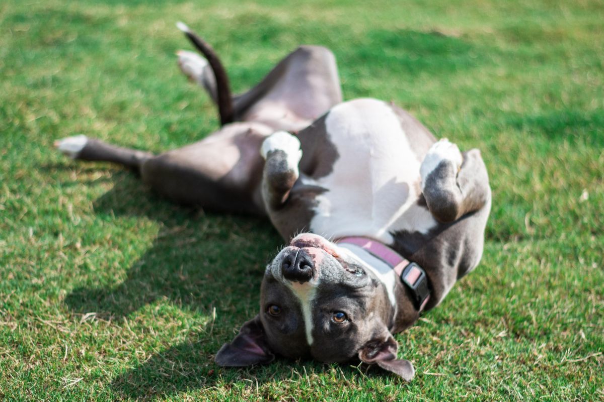 funny video; dog video; funny dogs; humor