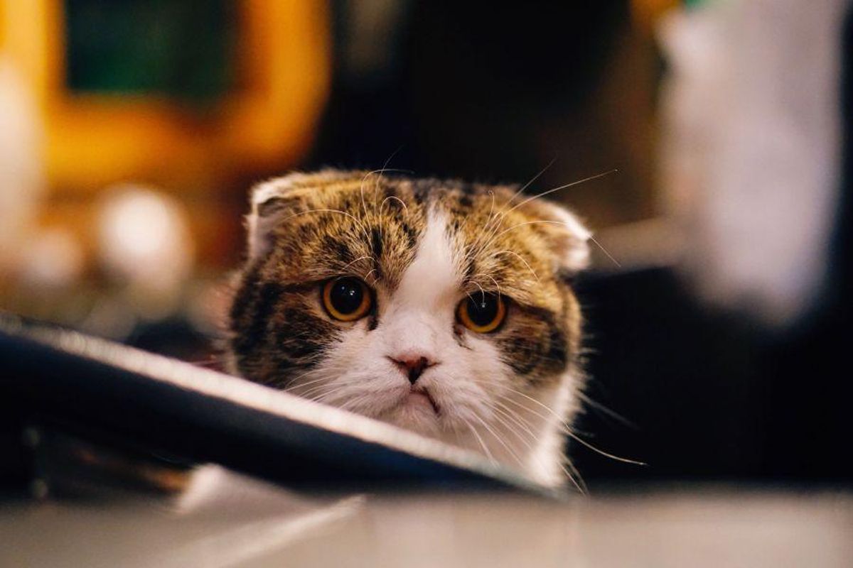 20 Funny Cat GIFs  Funny cat videos, Cat facts, Cat celebrating