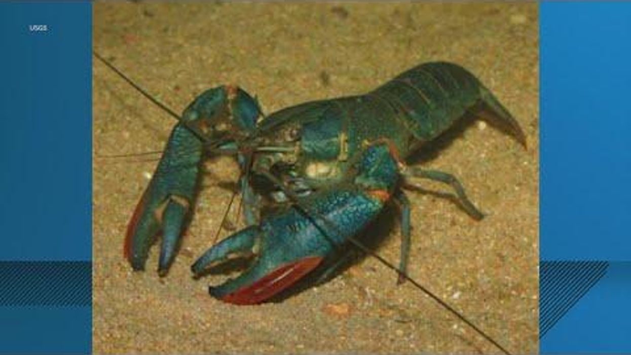 Lobster-sized crawfish found chilling in Texas apartment complex pond