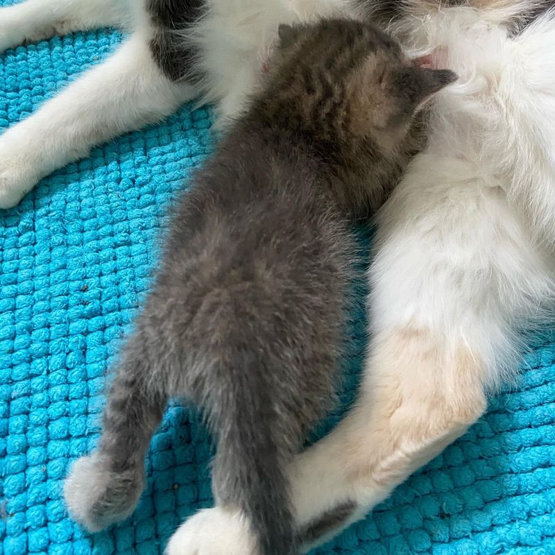 kitten nursing cat