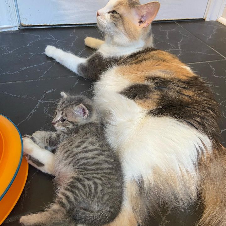 kitten cat snuggling
