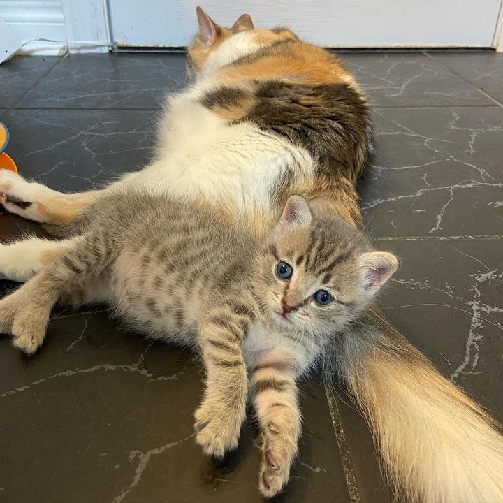 kitten adopted cat mom