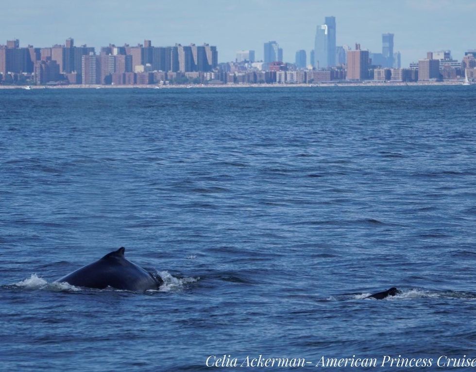 Nine different whales spotted on same day in New York Harbor - Upworthy