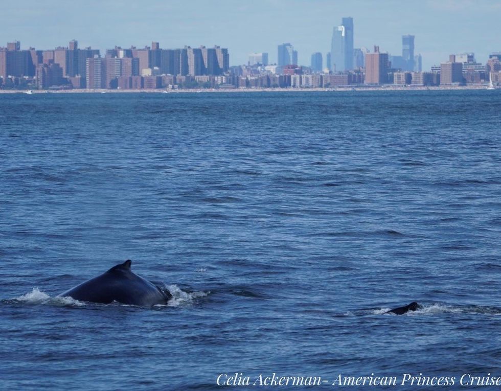 whales, whale watching, animals, conservation, new york, ocean, wildlife, photography