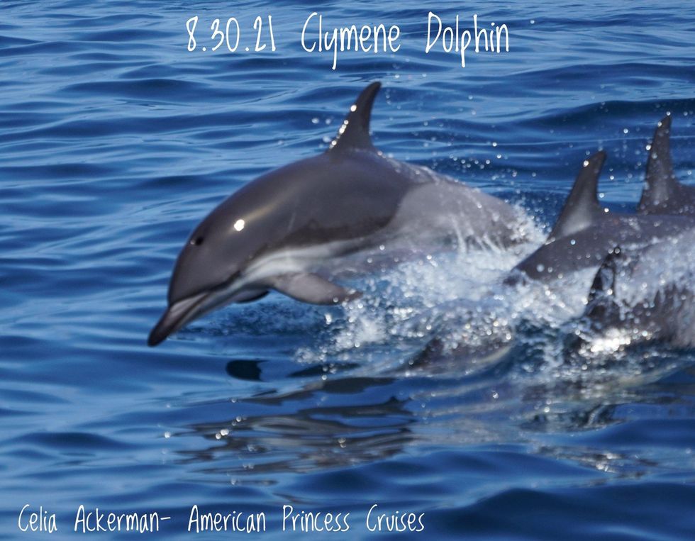 whales, whale watching, animals, conservation, new york, ocean, wildlife, photography