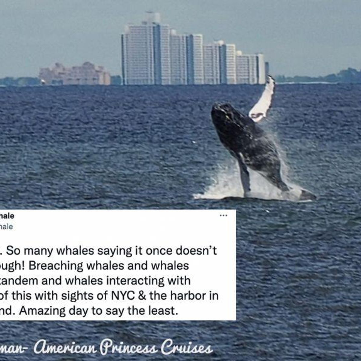 Nine different whales spotted on same day in New York Harbor - Upworthy