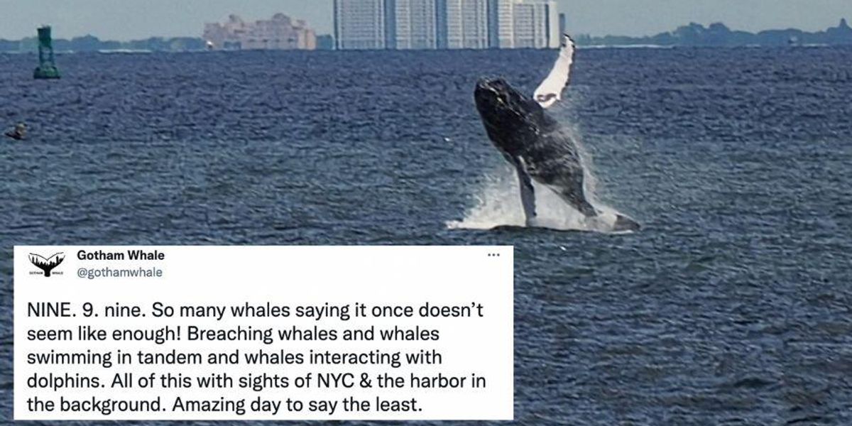 New York City was visited by nine different whales in one day and the photos are incredible