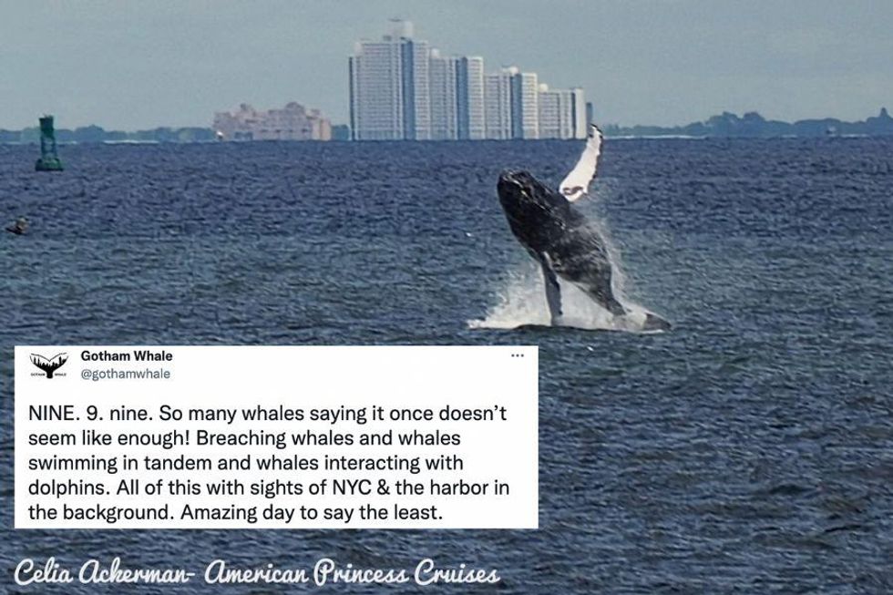 New York City was visited by nine different whales in one day and the photos are incredible