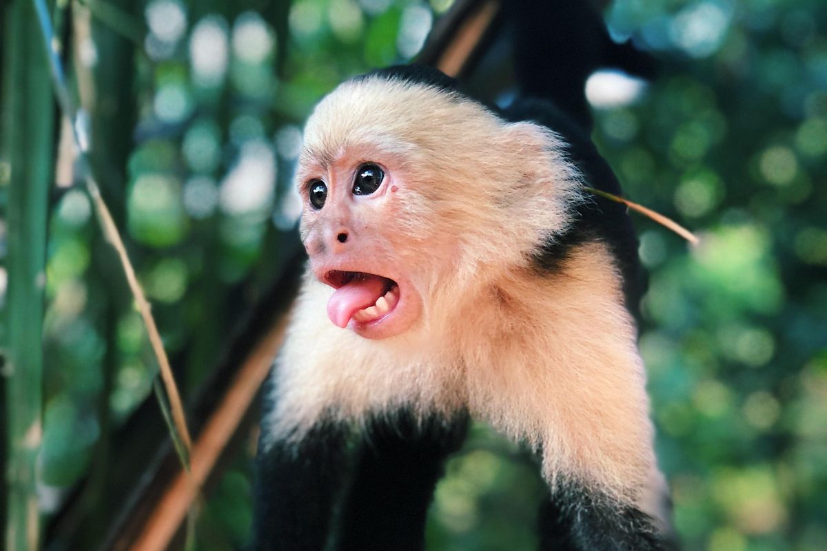 Monkey Hate Clean